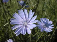Cichorium intybus