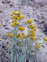 Helichrysum arenarium