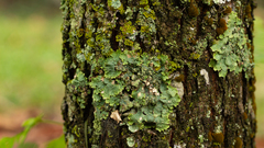 Crespoa crozalsiana