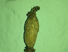 Phereoeca uterella