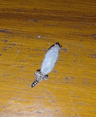 Phereoeca uterella