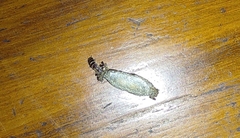 Phereoeca uterella