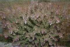 Onosma polychroma