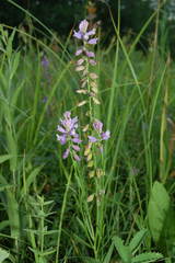 Polygala hybrida