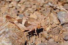 Pyrgodera armata