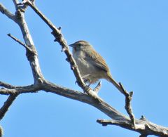 Aimophila ruficeps canescens
