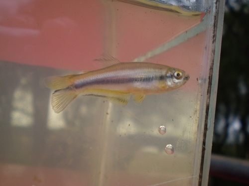 Barber's tetra (Mimagoniates barberi) — Characidae