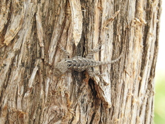 Sceloporus albiventris