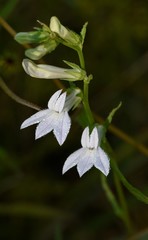 Lobelia appendiculata