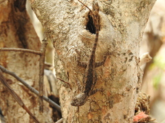 Sceloporus albiventris