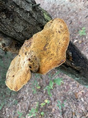 Inonotus