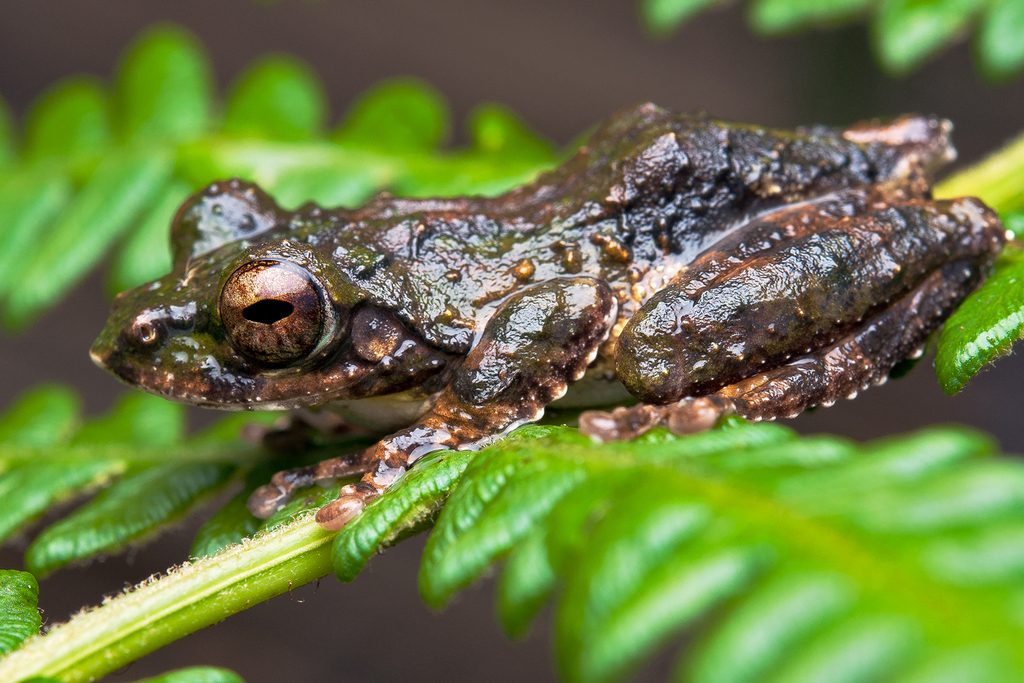 Annandale's High Altitude Frog