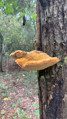 Inonotus