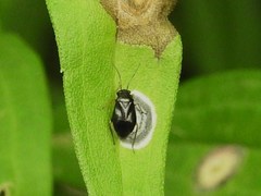 Slaterocoris stygicus