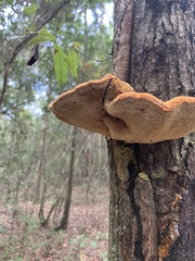 Inonotus