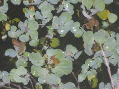 Occidozyga lima