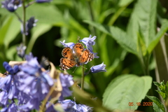 Vanessa virginiensis