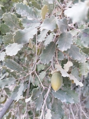 Quercus × cerrioides