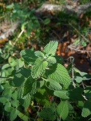 Nepeta racemosa