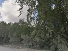 Quercus × cerrioides