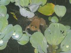 Occidozyga lima