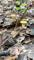 Fungi