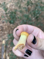 Fungi