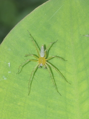 Oxyopes javanus