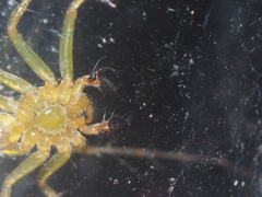 Oxyopes javanus