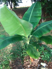 Musa