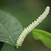 Piper corcovadense - Photo inga rättigheter förbehållna, uppladdad av Carlos Henrique Russi