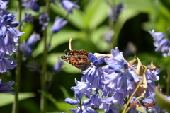 Vanessa virginiensis