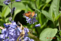 Vanessa virginiensis