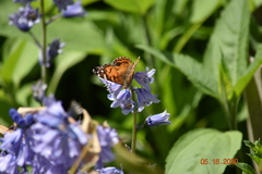 Vanessa virginiensis