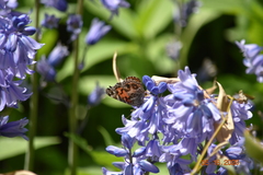 Vanessa virginiensis