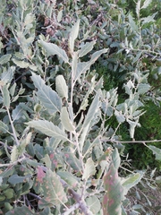 Quercus ithaburensis macrolepis