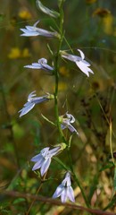 Lobelia appendiculata