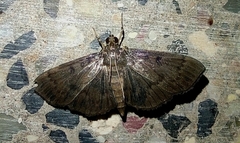 Hymenoptychis sordida