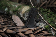 Rhinella rumbolli