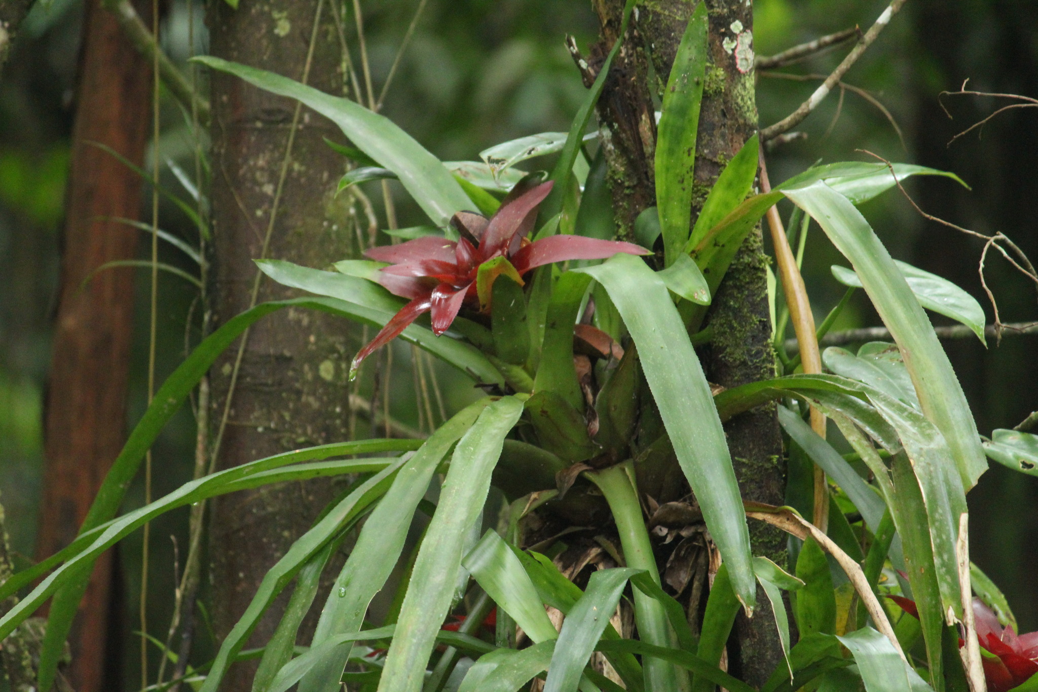 Nidularium procerum