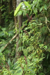 Phytolacca thyrsiflora