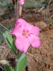 Mandevilla illustris