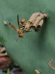 Mischocyttarus mexicanus cubicola