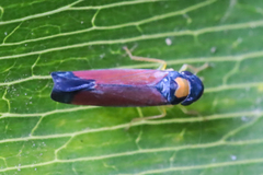 Erythrogonia dorsalis