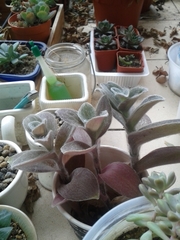 Tradescantia sillamontana