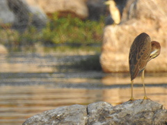 Ardea purpurea