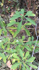 Daphne mezereum