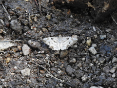 Antigonus emorsa