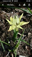 Moraea ciliata