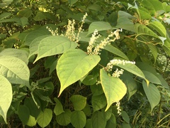 Reynoutria japonica